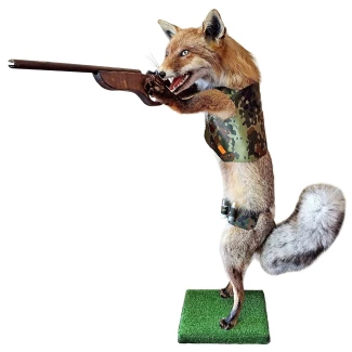 Препарирана лисица- "ловджийка"